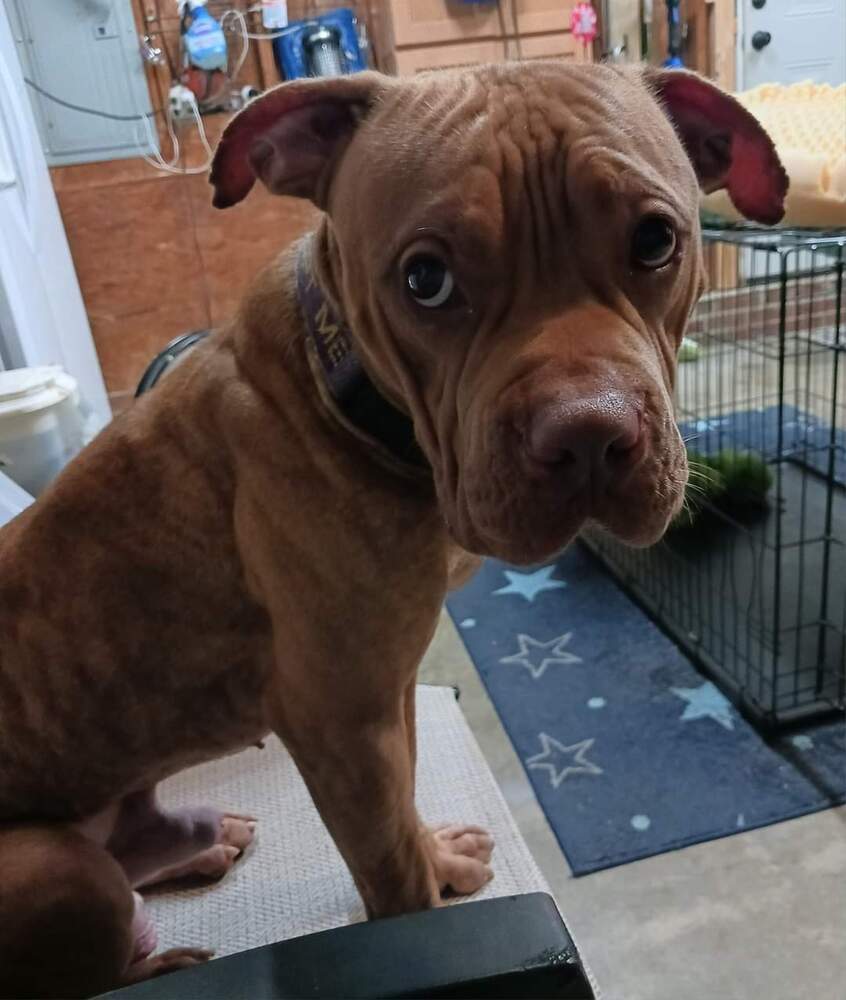 Ralphie