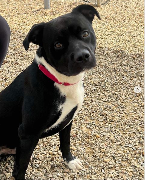 Ace, an adoptable Mixed Breed in Shelburne, VT, 05482 | Photo Image 1