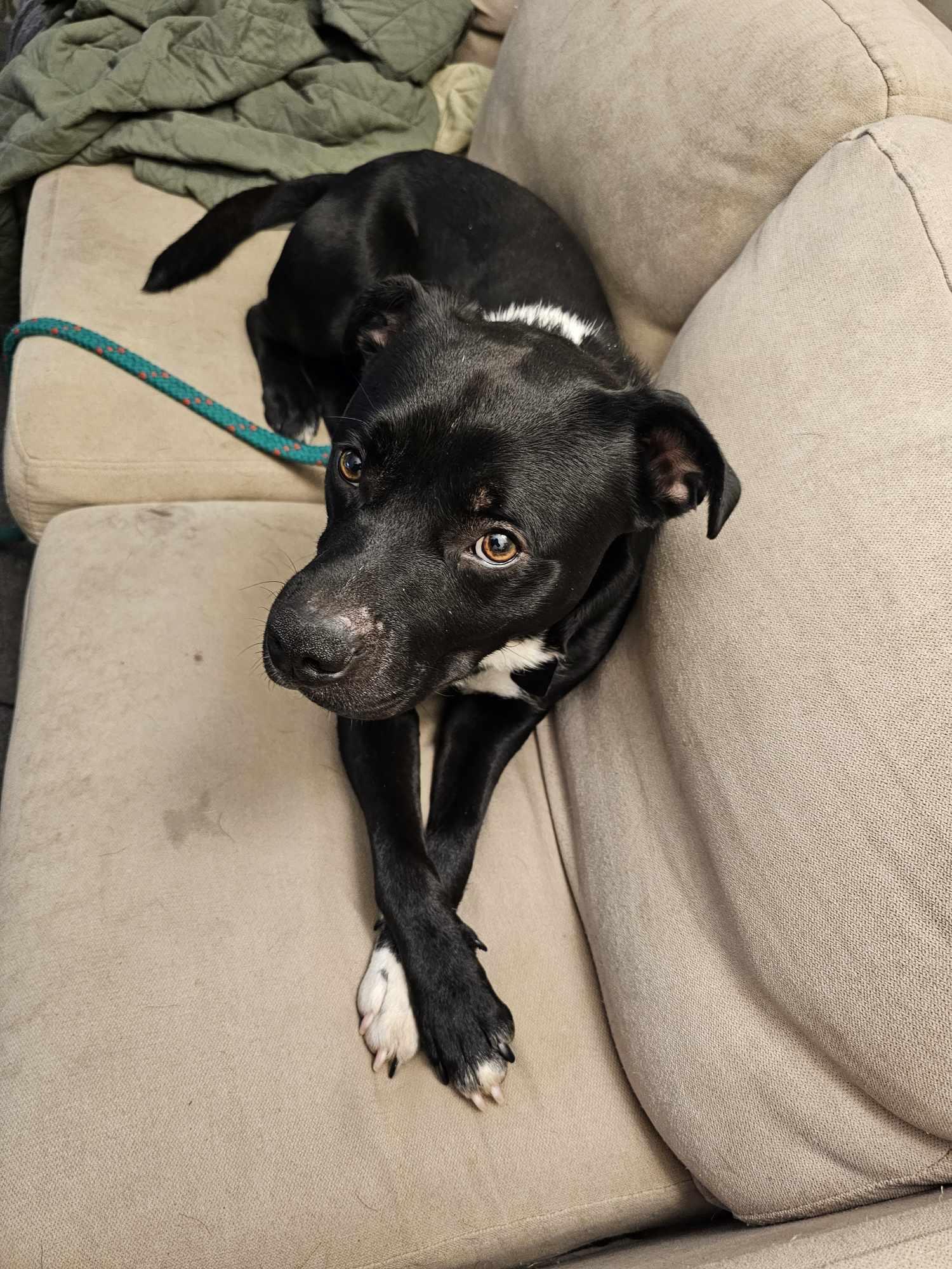 Ace, an adoptable Mixed Breed in Shelburne, VT, 05482 | Photo Image 2