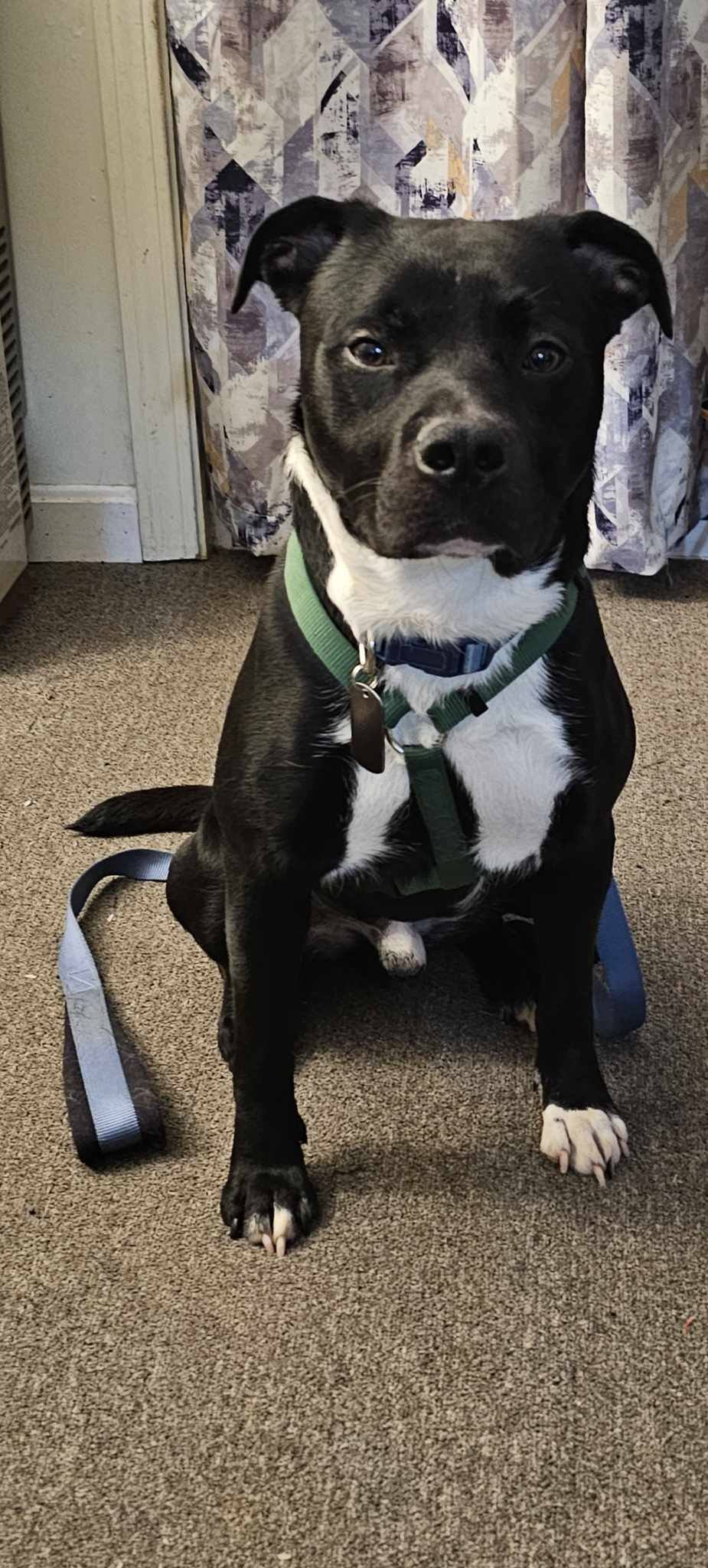 Ace, an adoptable Mixed Breed in Shelburne, VT, 05482 | Photo Image 3