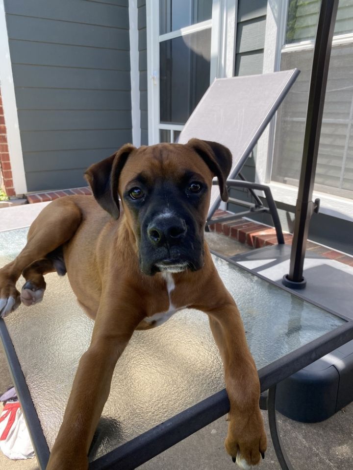 Duke 1