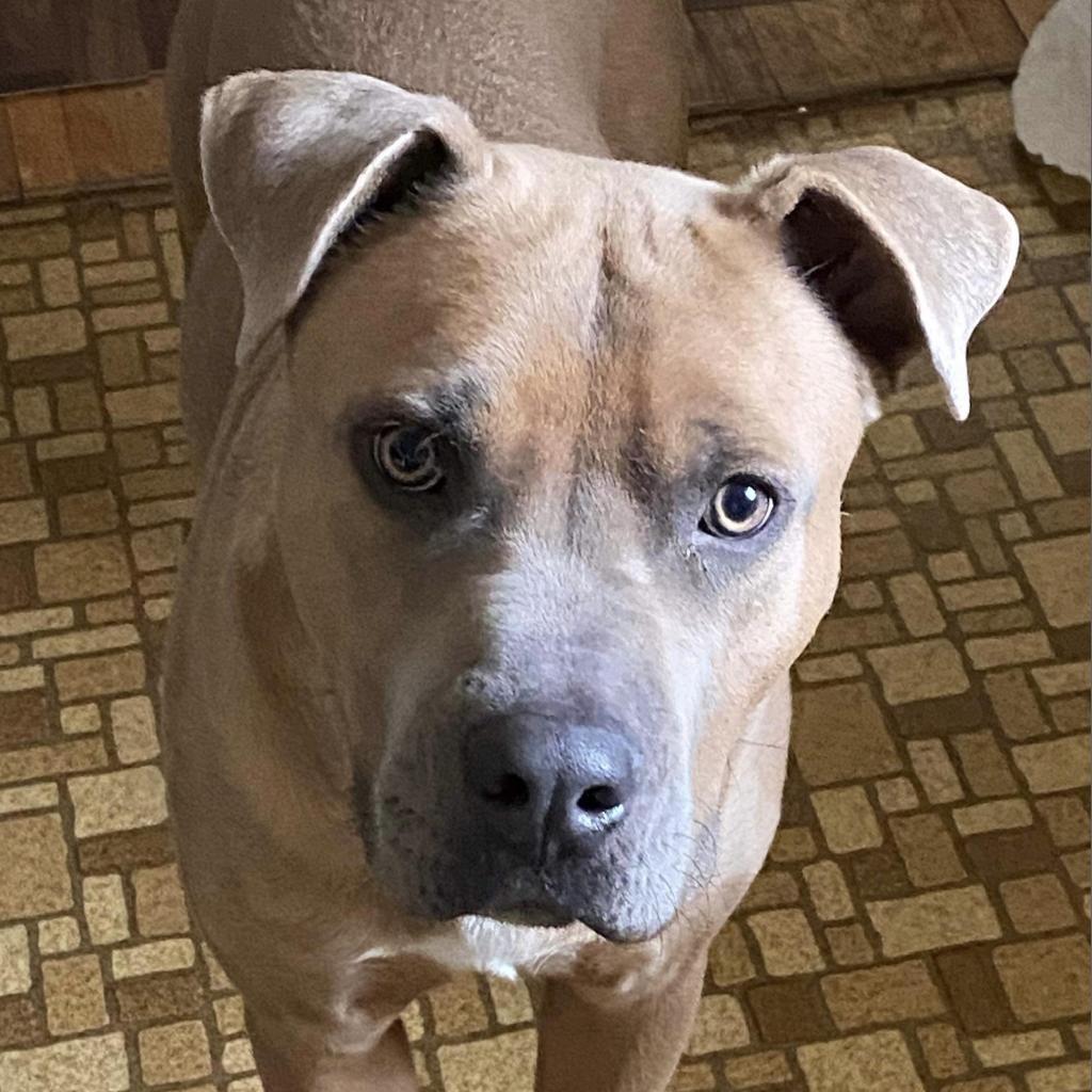 Tovi, an adoptable Pit Bull Terrier in Dodge City, KS, 67801 | Photo Image 1