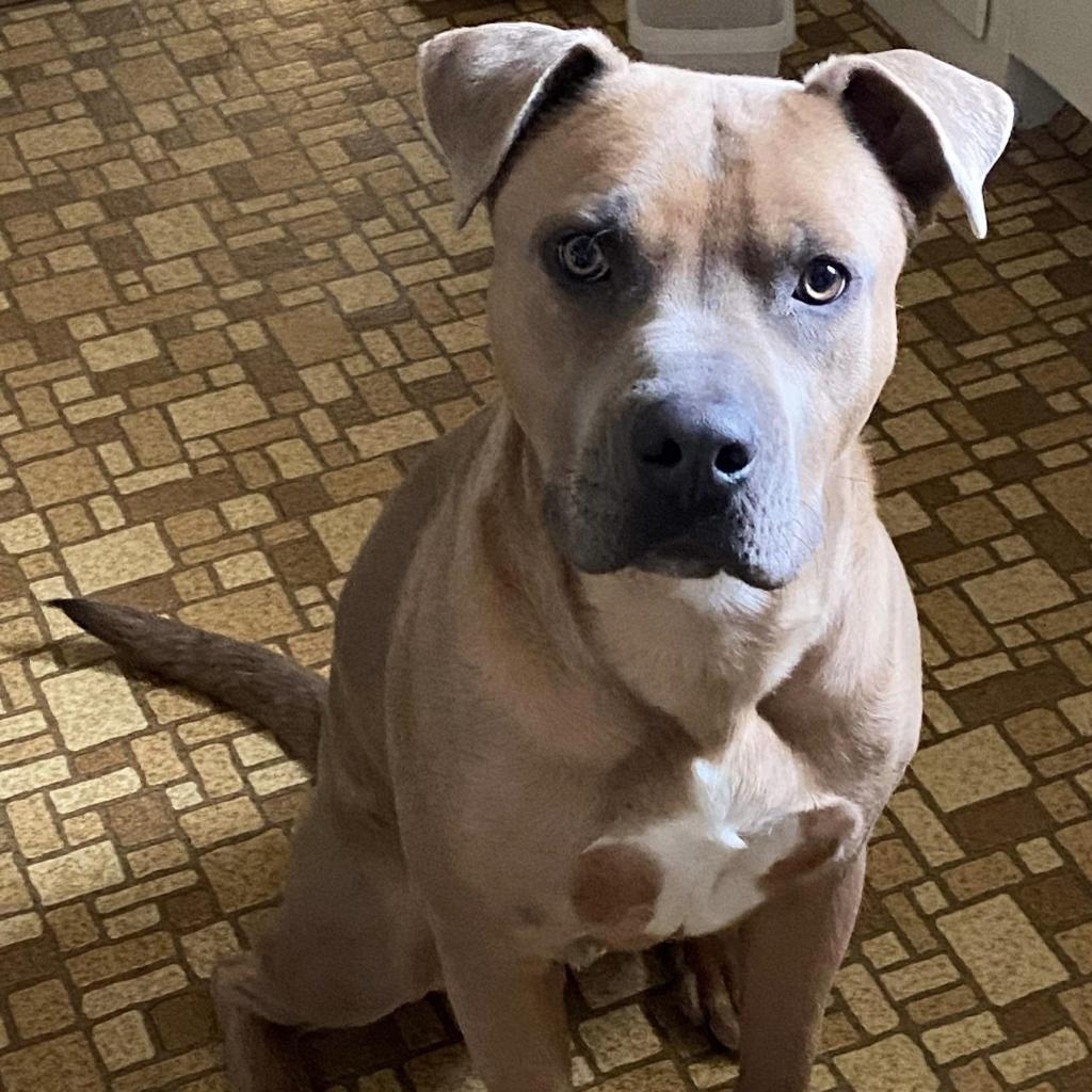 Tovi, an adoptable Pit Bull Terrier in Dodge City, KS, 67801 | Photo Image 3