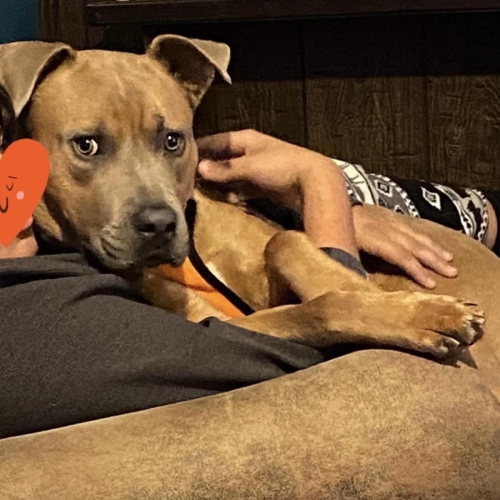 Tovi, an adoptable Pit Bull Terrier in Dodge City, KS, 67801 | Photo Image 4