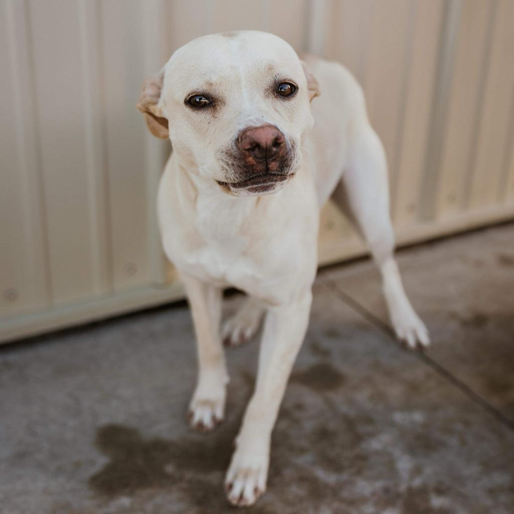 Pearl, an adoptable Pit Bull Terrier, Shepherd in Dodge City, KS, 67801 | Photo Image 3