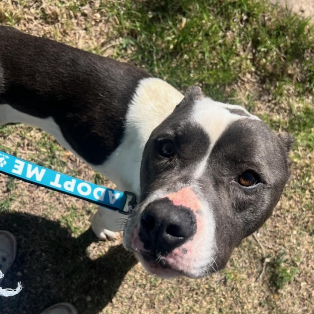 Remington, an adoptable Pit Bull Terrier, Mixed Breed in Dodge City, KS, 67801 | Photo Image 1