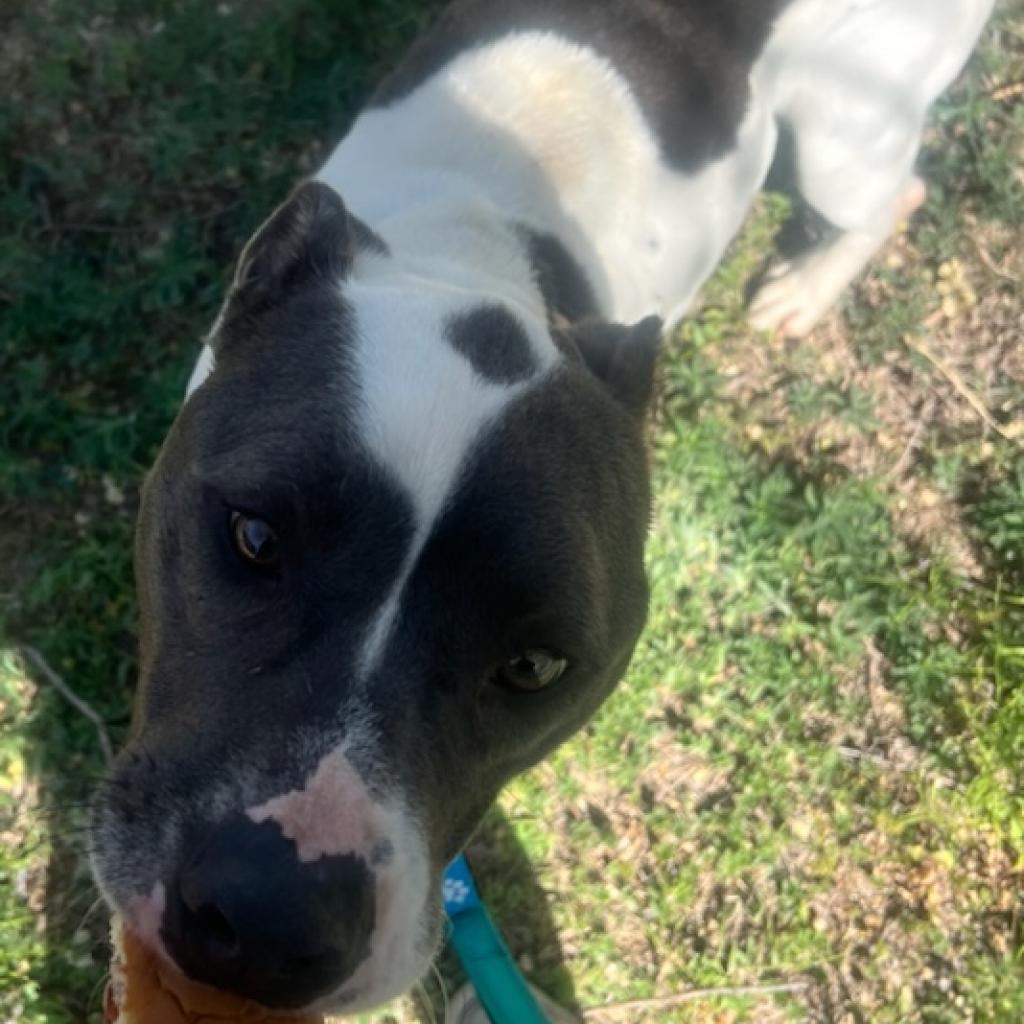 Remington, an adoptable Pit Bull Terrier, Mixed Breed in Dodge City, KS, 67801 | Photo Image 2