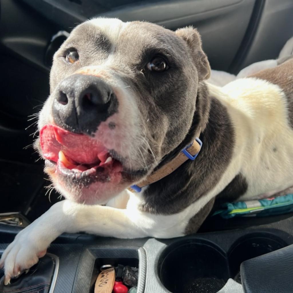 Remington, an adoptable Pit Bull Terrier, Mixed Breed in Dodge City, KS, 67801 | Photo Image 3