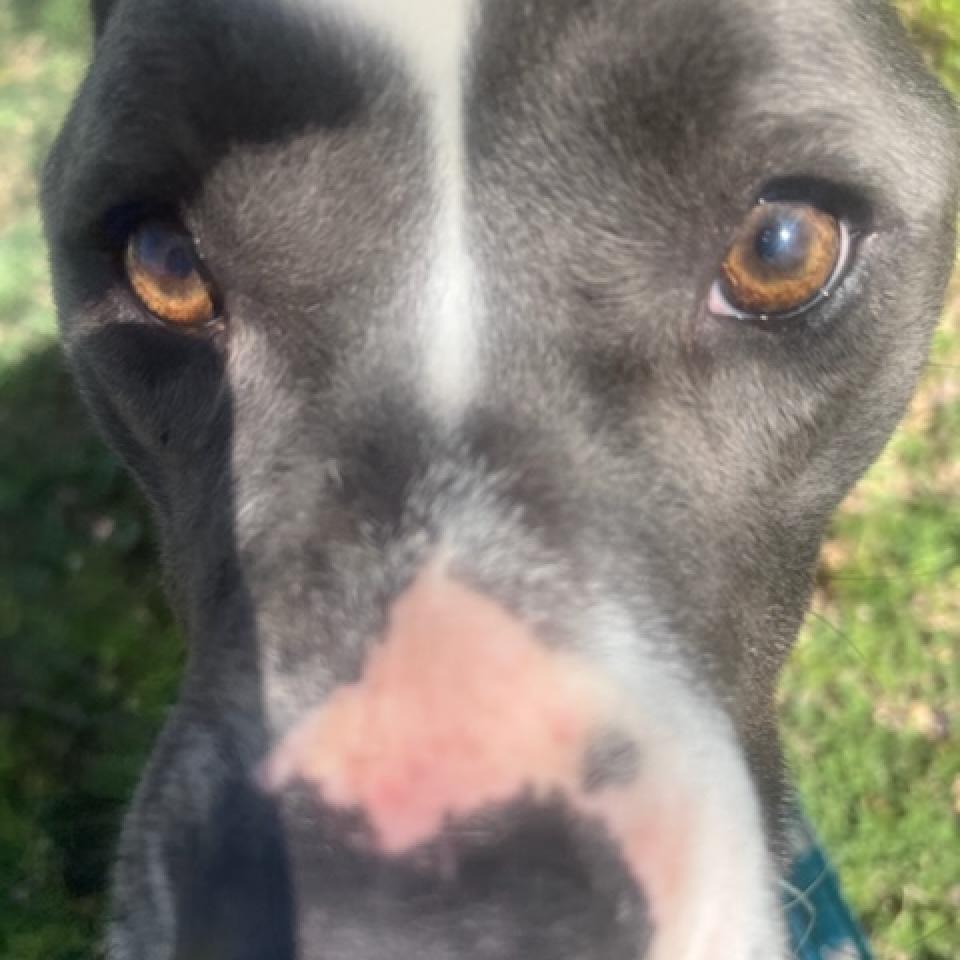 Remington, an adoptable Pit Bull Terrier, Mixed Breed in Dodge City, KS, 67801 | Photo Image 4