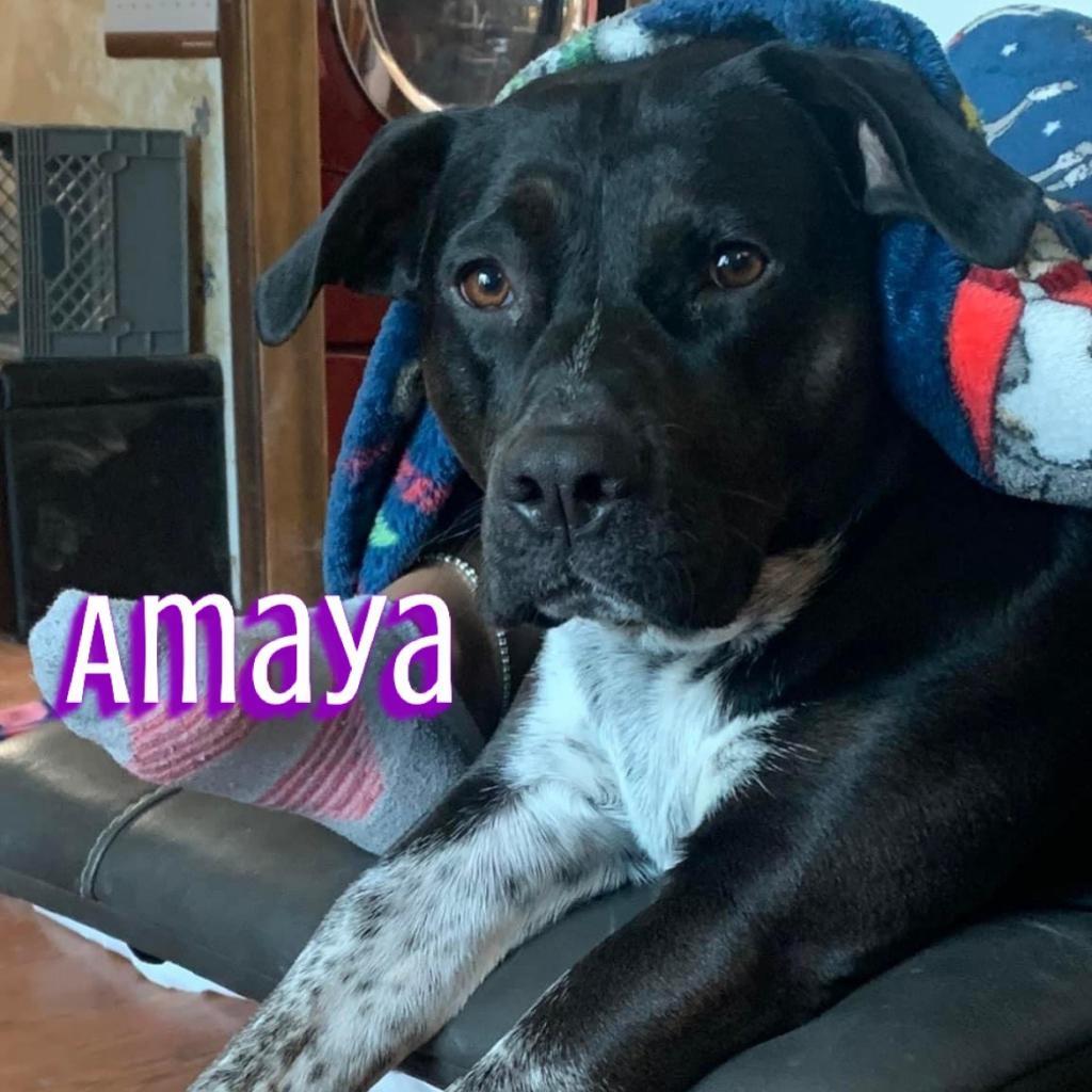 Amaya, an adoptable Australian Cattle Dog / Blue Heeler, Pit Bull Terrier in Dodge City, KS, 67801 | Photo Image 1