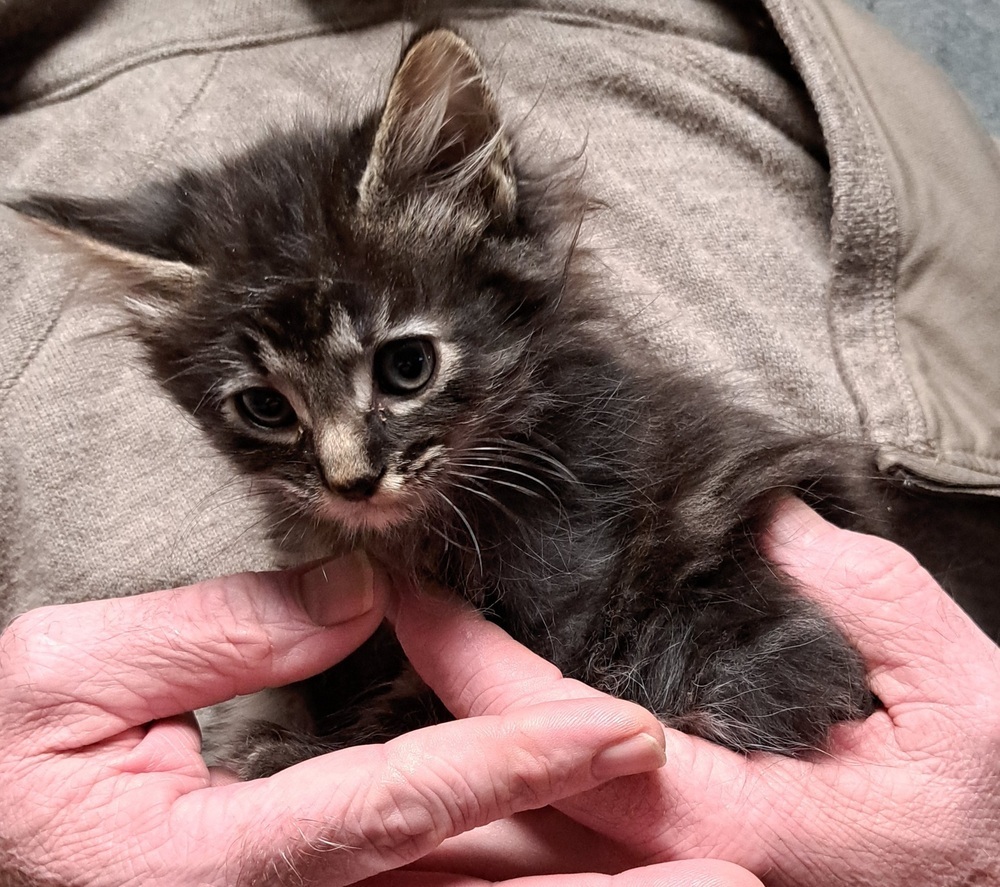 R-Poe, an adoptable Domestic Medium Hair, Domestic Short Hair in Moses Lake, WA, 98837 | Photo Image 1