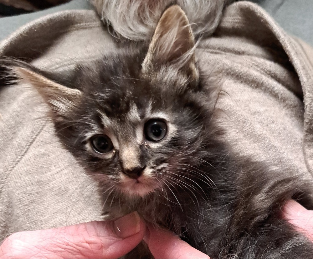 R-Poe, an adoptable Domestic Medium Hair, Domestic Short Hair in Moses Lake, WA, 98837 | Photo Image 2