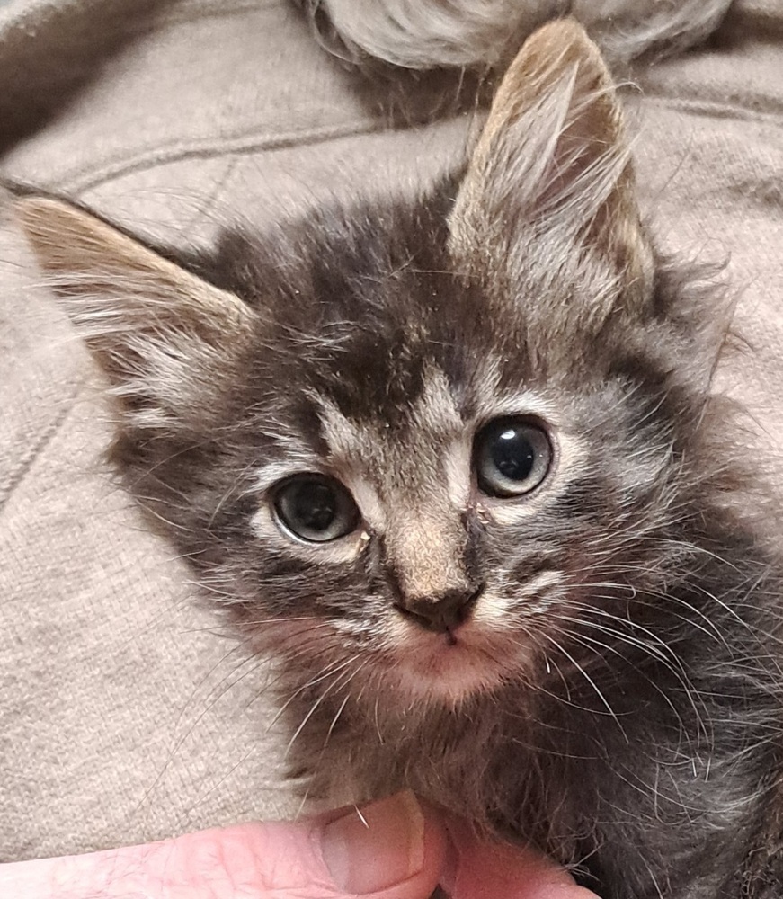 R-Poe, an adoptable Domestic Medium Hair, Domestic Short Hair in Moses Lake, WA, 98837 | Photo Image 3