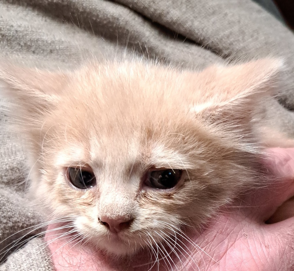 R-Rune, an adoptable Domestic Medium Hair, Domestic Short Hair in Moses Lake, WA, 98837 | Photo Image 1