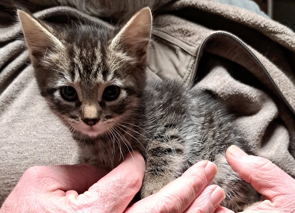 R-Noir, an adoptable Domestic Medium Hair, Domestic Short Hair in Moses Lake, WA, 98837 | Photo Image 1