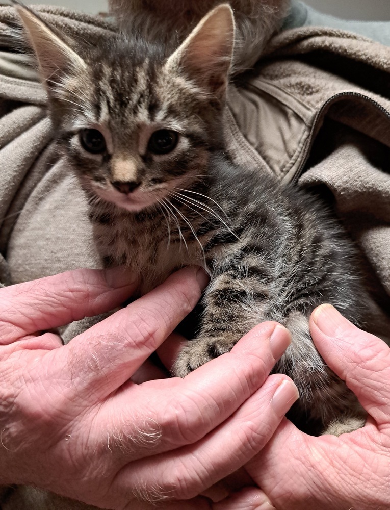 R-Noir, an adoptable Domestic Medium Hair, Domestic Short Hair in Moses Lake, WA, 98837 | Photo Image 2