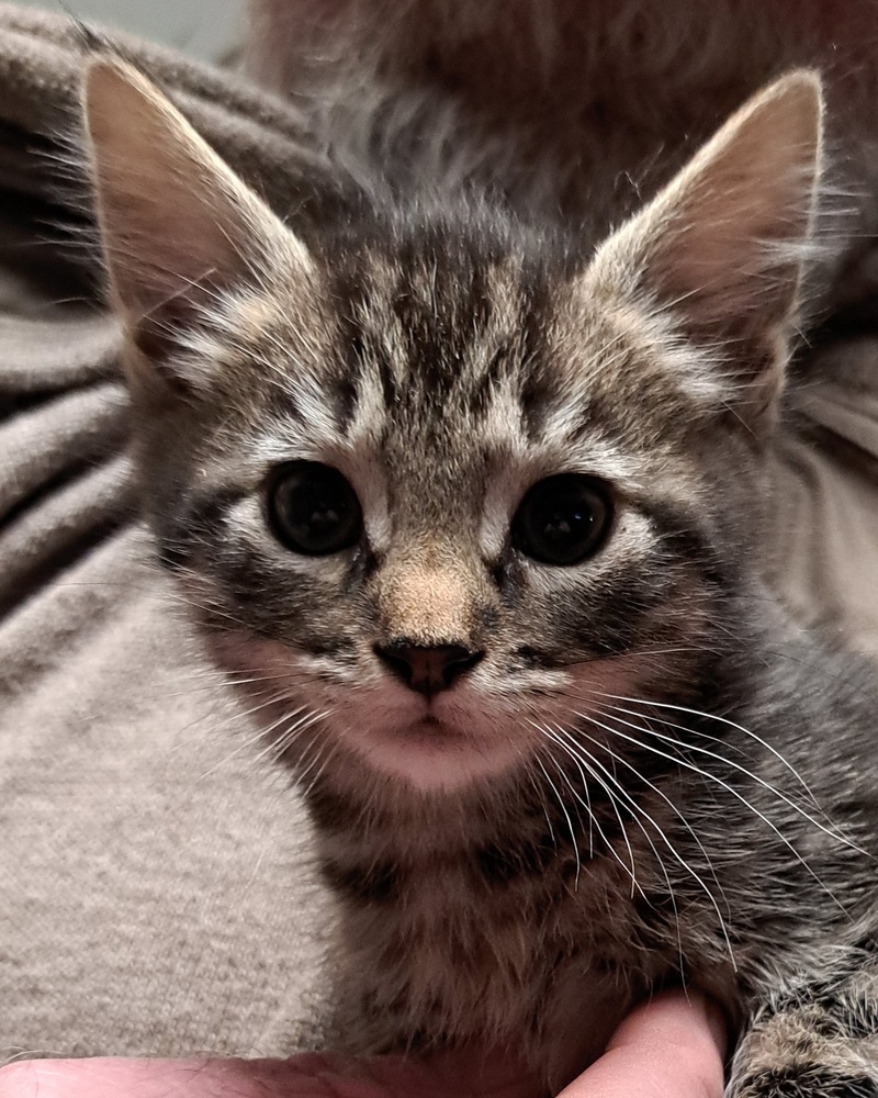 R-Noir, an adoptable Domestic Medium Hair, Domestic Short Hair in Moses Lake, WA, 98837 | Photo Image 3