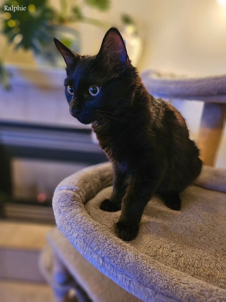LW1 - Ralphie, an adoptable Domestic Medium Hair in Battle Ground, WA, 98604 | Photo Image 1