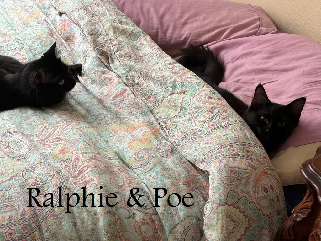 LW1 - Ralphie, an adoptable Domestic Medium Hair in Battle Ground, WA, 98604 | Photo Image 2