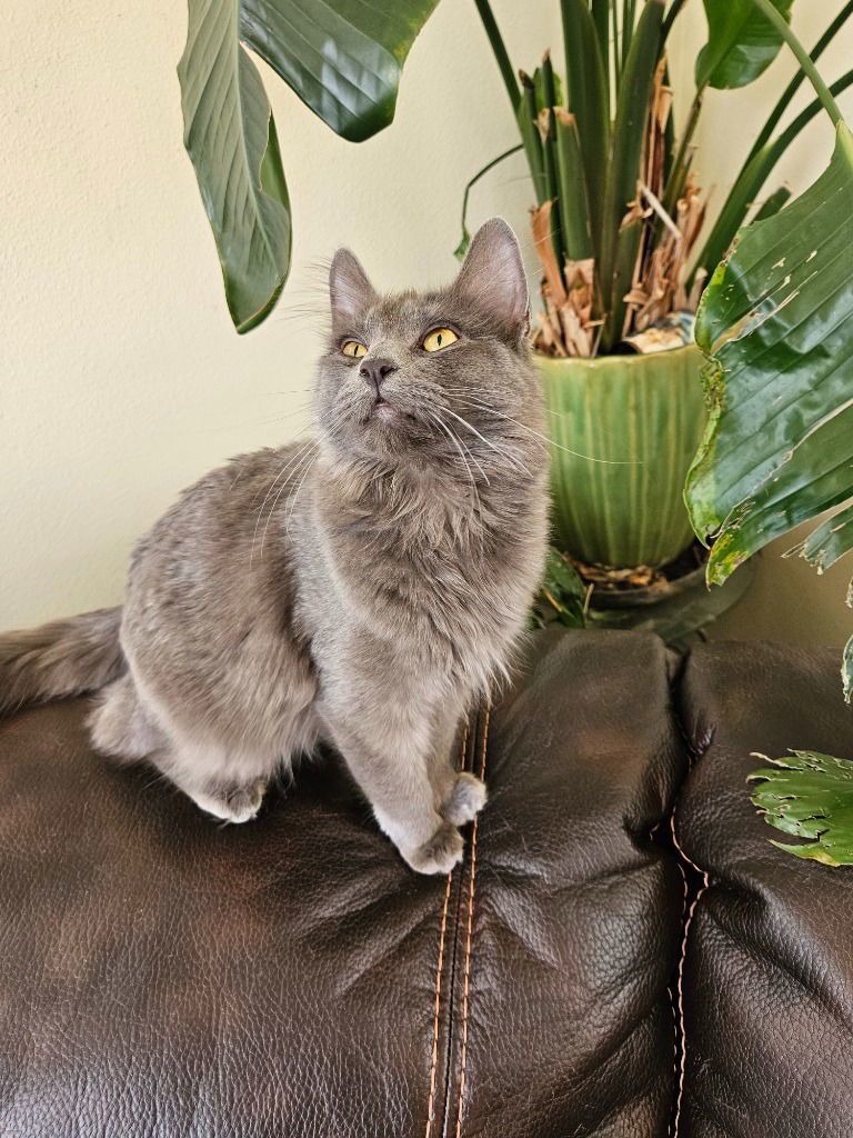 LW2 - Misty, an adoptable Domestic Medium Hair in Battle Ground, WA, 98604 | Photo Image 1