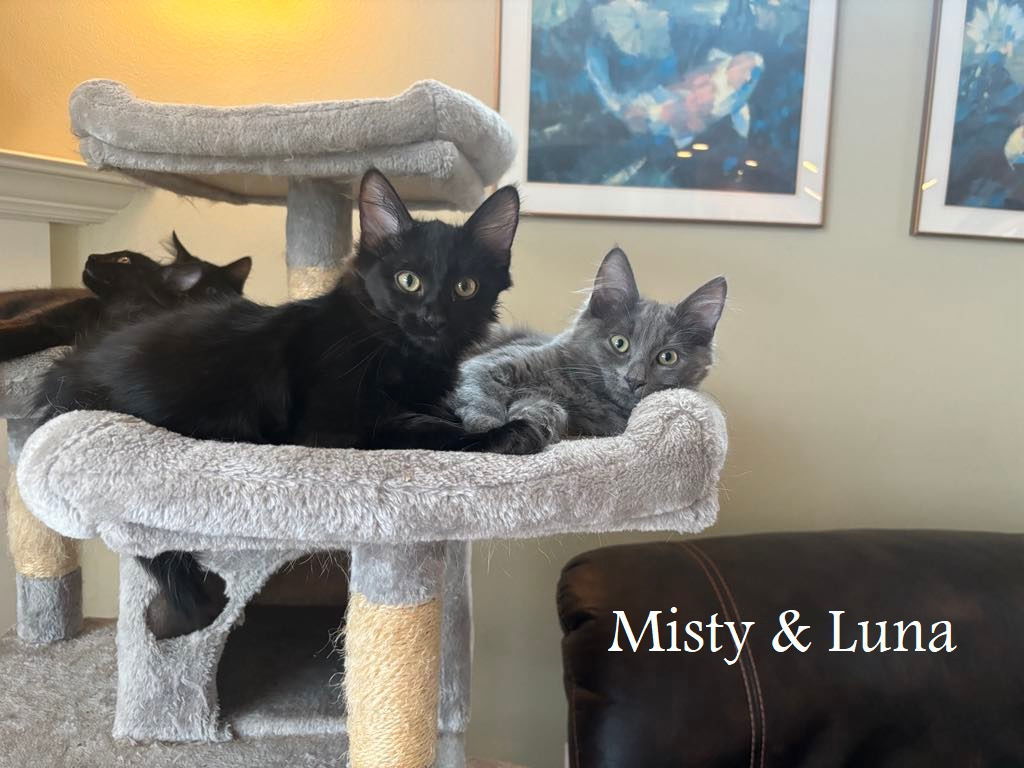LW2 - Misty, an adoptable Domestic Medium Hair in Battle Ground, WA, 98604 | Photo Image 2