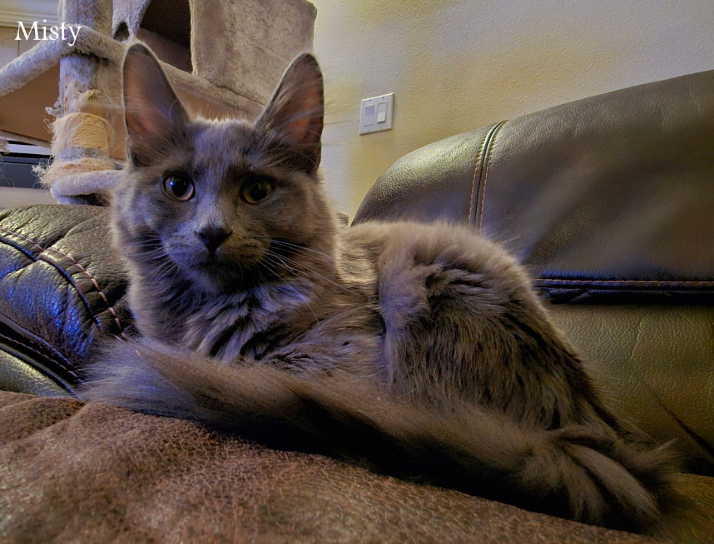 LW2 - Misty, an adoptable Domestic Medium Hair in Battle Ground, WA, 98604 | Photo Image 3