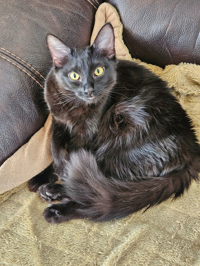 LW2 - Luna, an adoptable Domestic Medium Hair in Battle Ground, WA, 98604 | Photo Image 1
