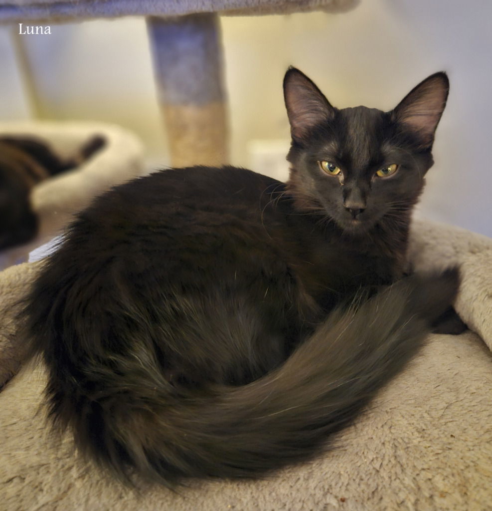 LW2 - Luna, an adoptable Domestic Medium Hair in Battle Ground, WA, 98604 | Photo Image 3