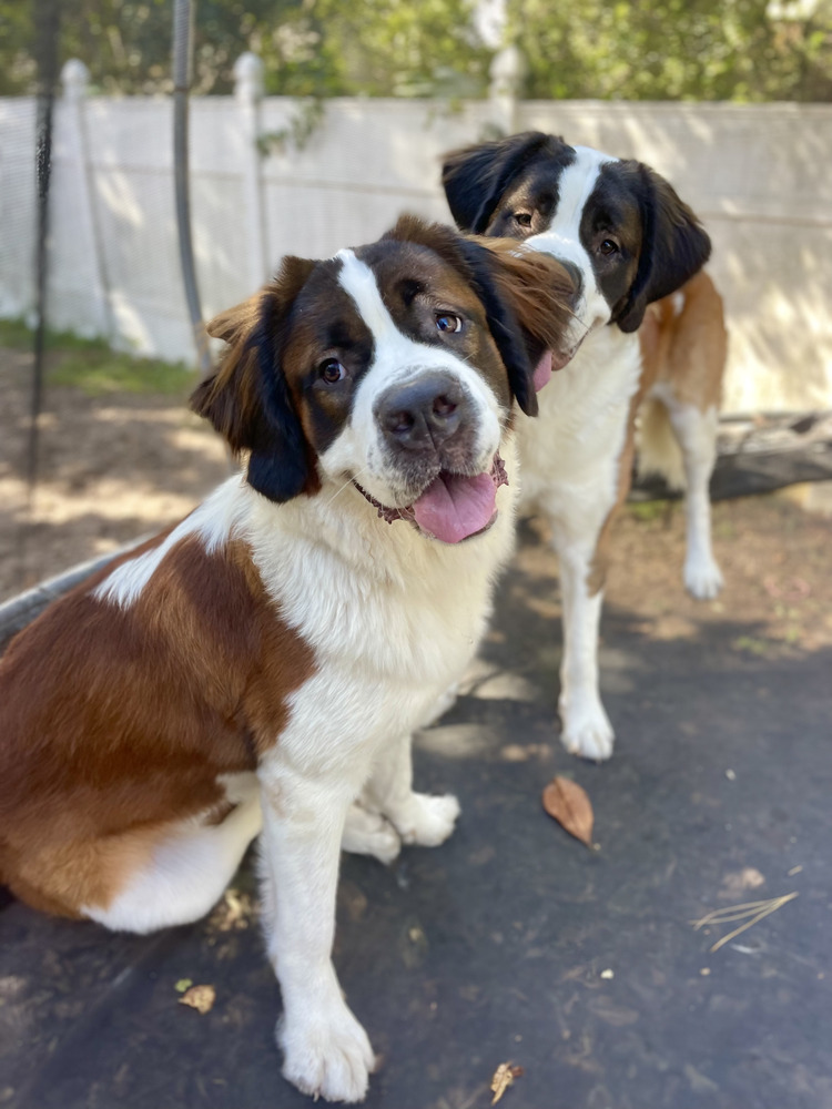 Dog for adoption Barbie, a Saint Bernard in Saint Augustine, FL