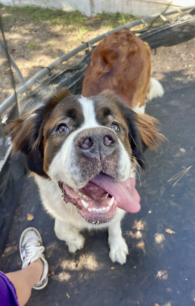 Dog for adoption Barbie, a Saint Bernard in Saint Augustine, FL