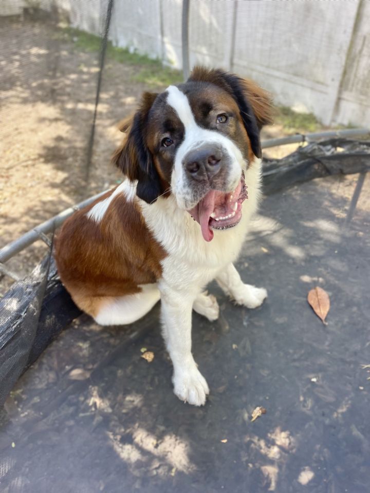 Dog for adoption Barbie, a Saint Bernard in Saint Augustine, FL