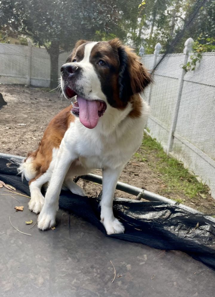 Dog for adoption Barbie, a Saint Bernard in Saint Augustine, FL
