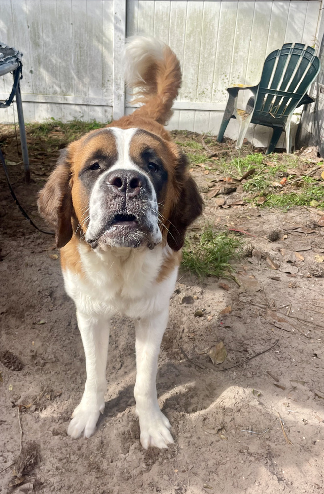 Dog for adoption Brutus, a Saint Bernard in Saint Augustine, FL
