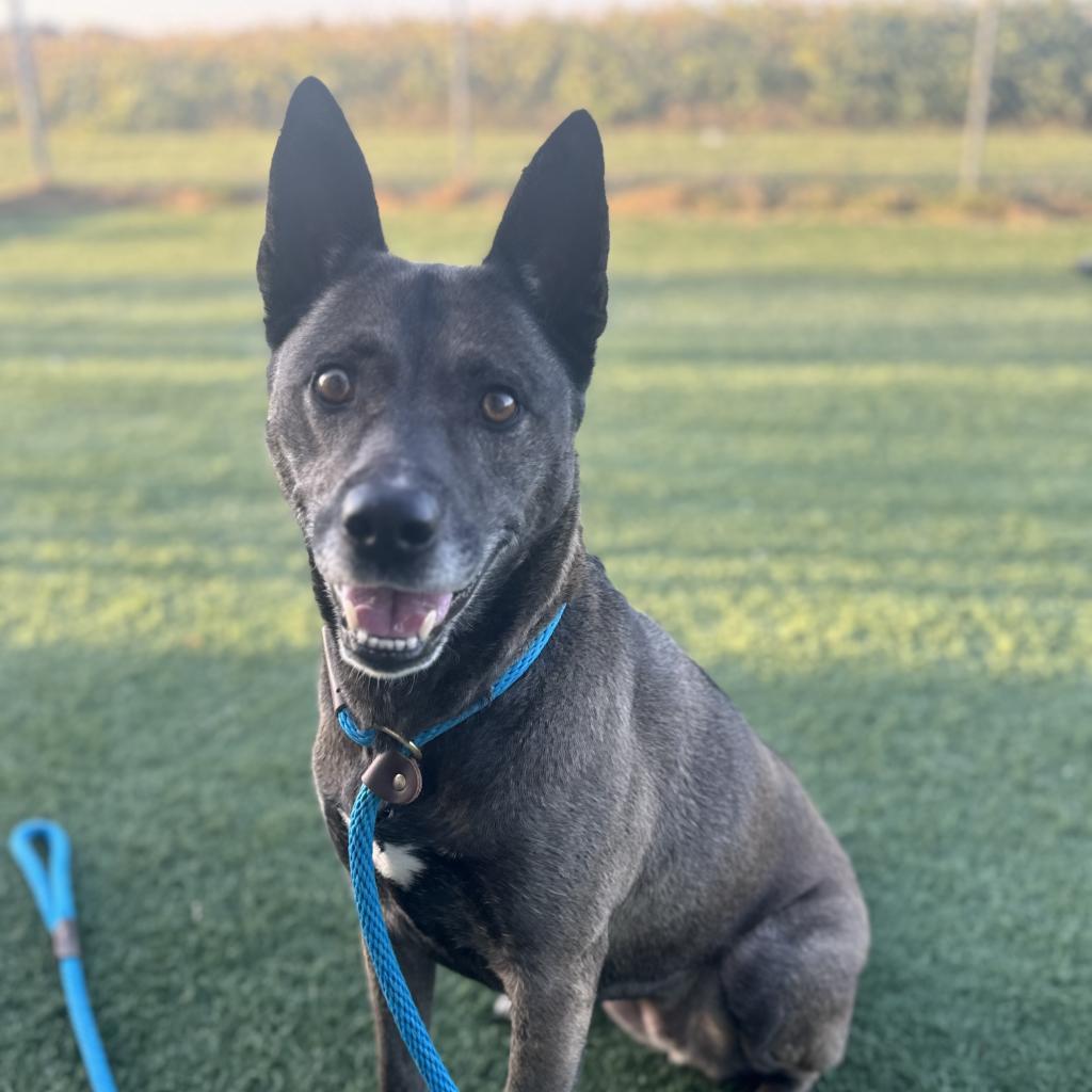 Sadie, an adoptable German Shepherd Dog, Pit Bull Terrier in Hanna City, IL, 61536 | Photo Image 2