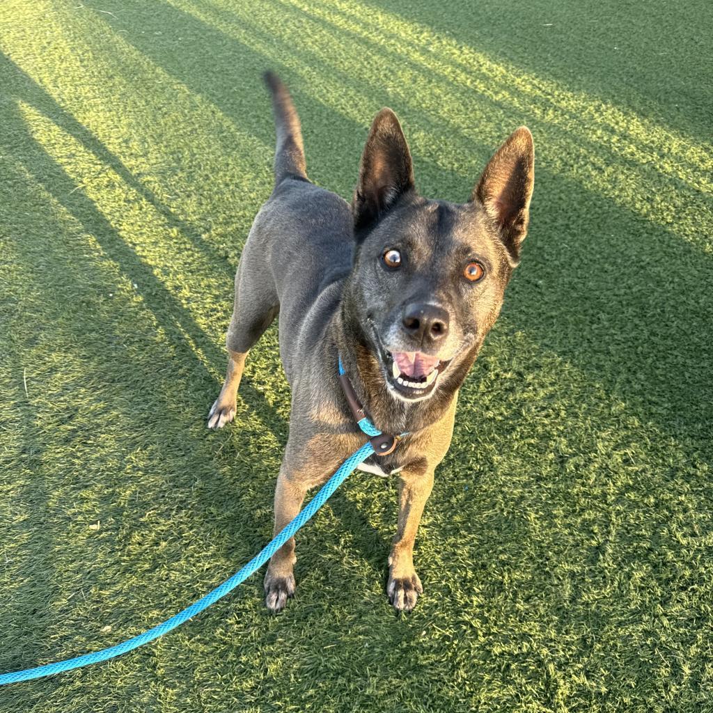 Sadie, an adoptable German Shepherd Dog, Pit Bull Terrier in Hanna City, IL, 61536 | Photo Image 3