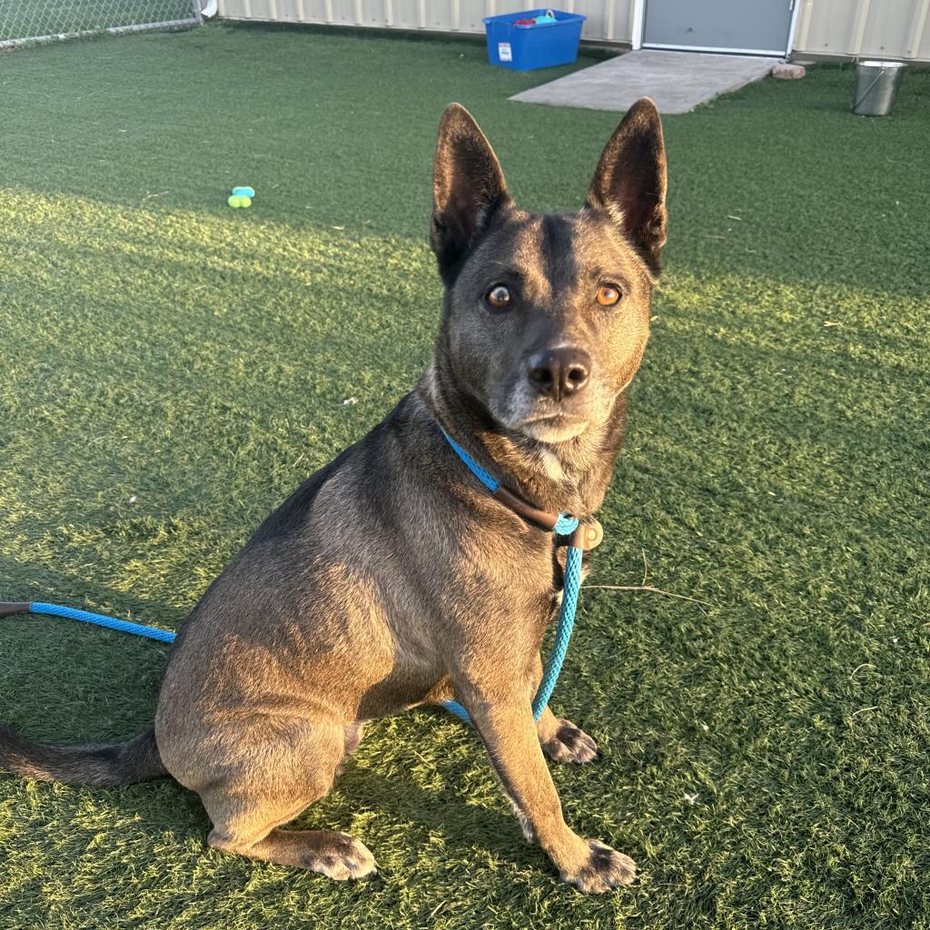Sadie, an adoptable German Shepherd Dog, Pit Bull Terrier in Hanna City, IL, 61536 | Photo Image 4