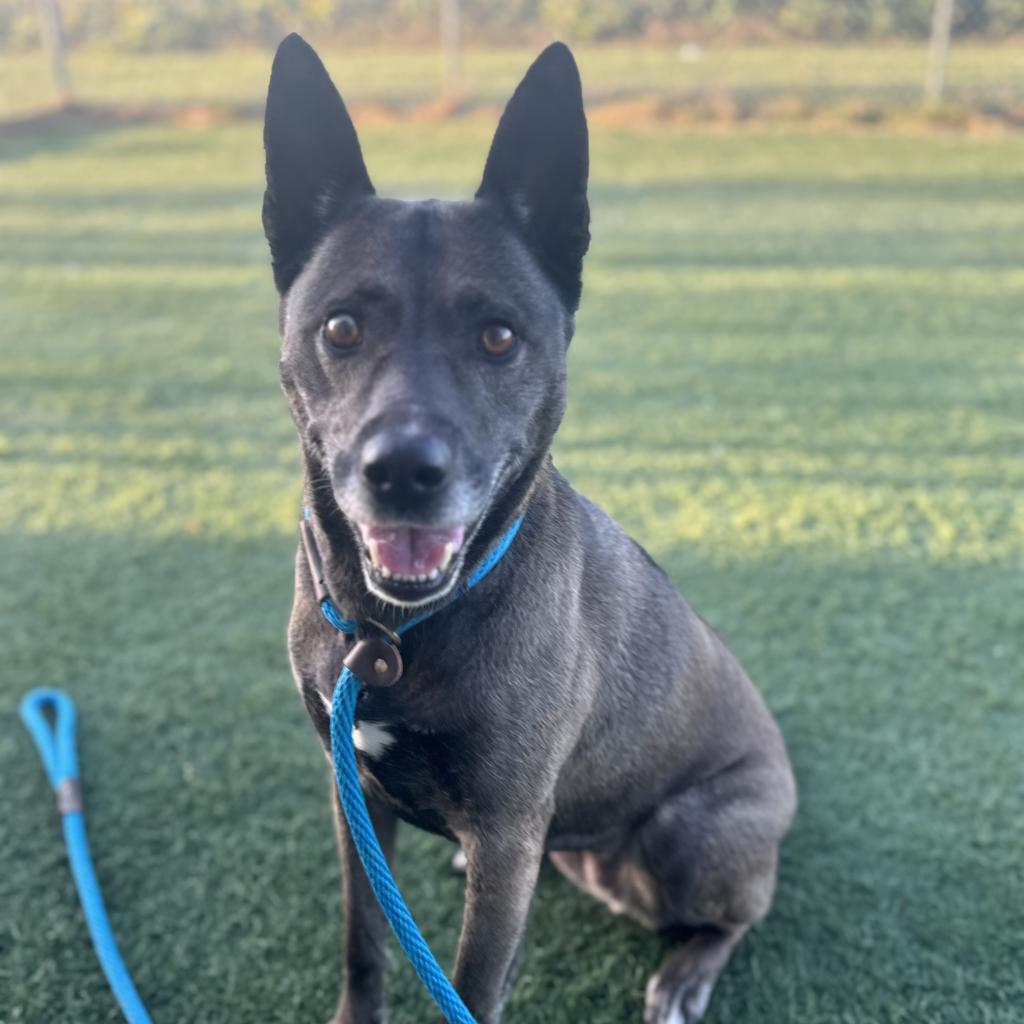 Sadie, an adoptable German Shepherd Dog, Pit Bull Terrier in Hanna City, IL, 61536 | Photo Image 5