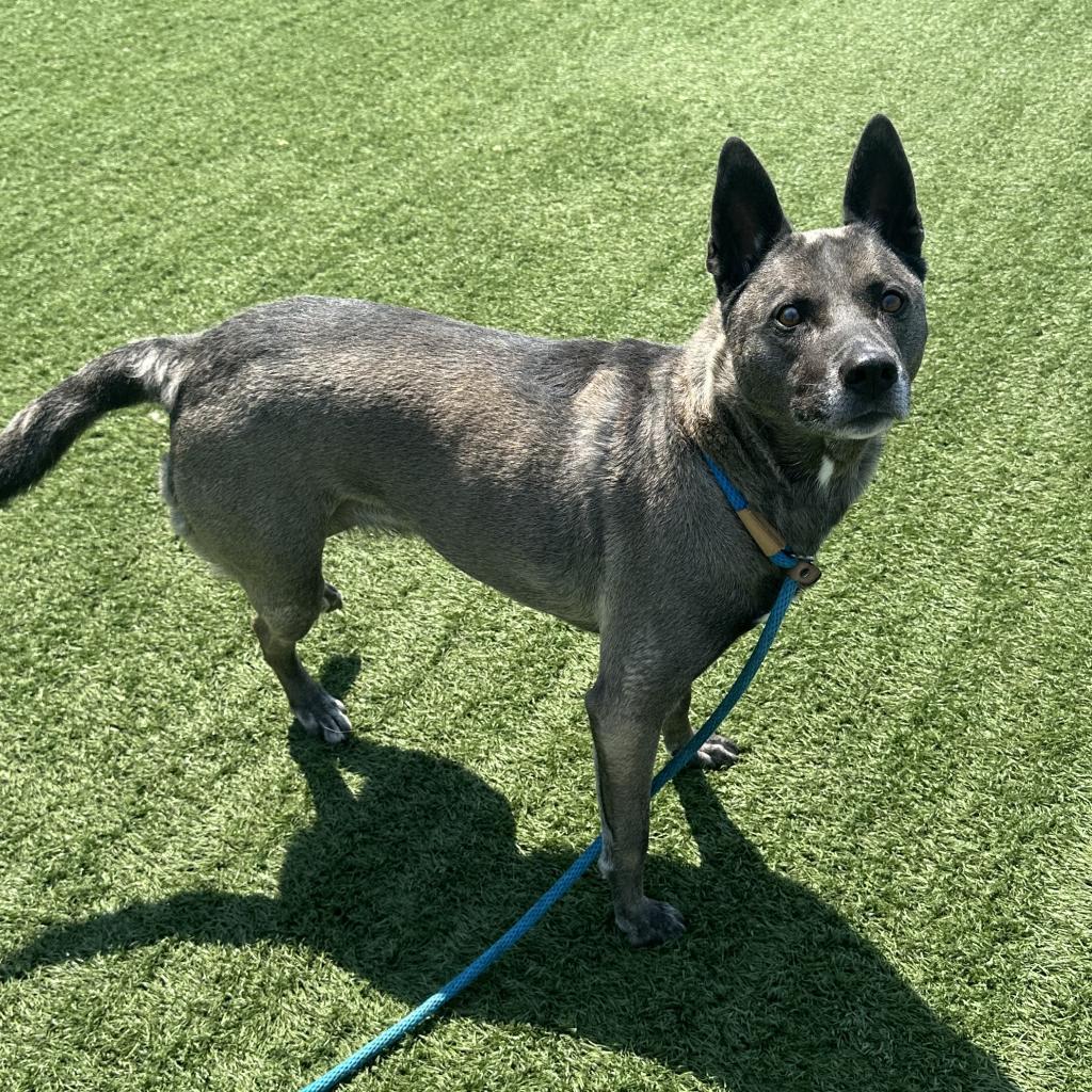Sadie, an adoptable German Shepherd Dog, Pit Bull Terrier in Hanna City, IL, 61536 | Photo Image 6