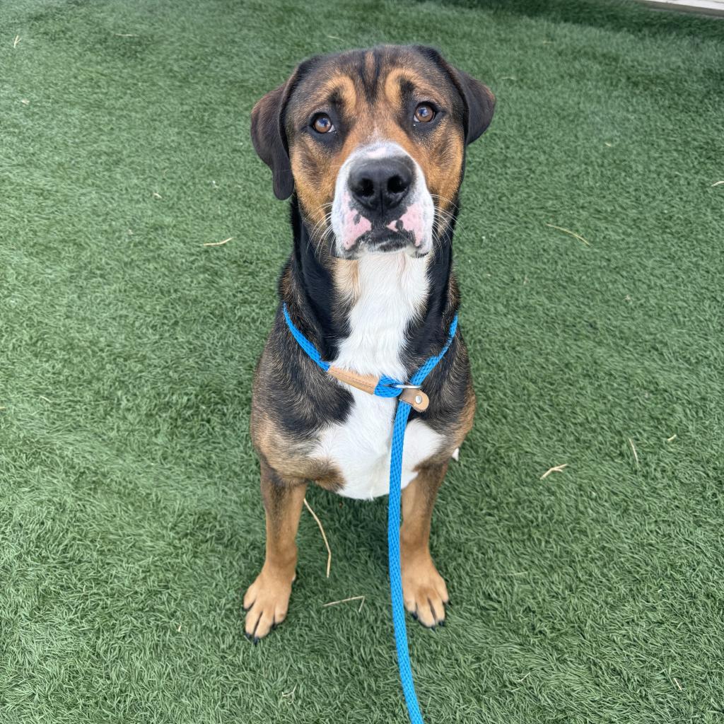 Clyde, an adoptable Golden Retriever, Mixed Breed in Hanna City, IL, 61536 | Photo Image 2