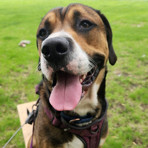 Clyde, an adoptable Golden Retriever, Mixed Breed in Hanna City, IL, 61536 | Photo Image 6