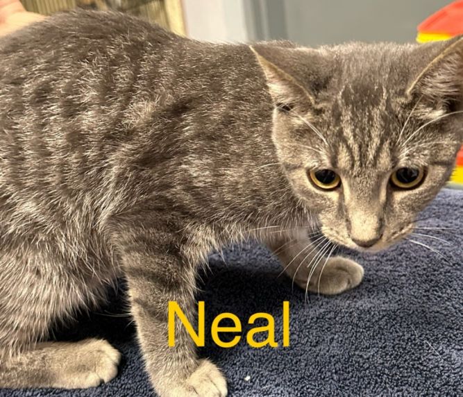 Neal