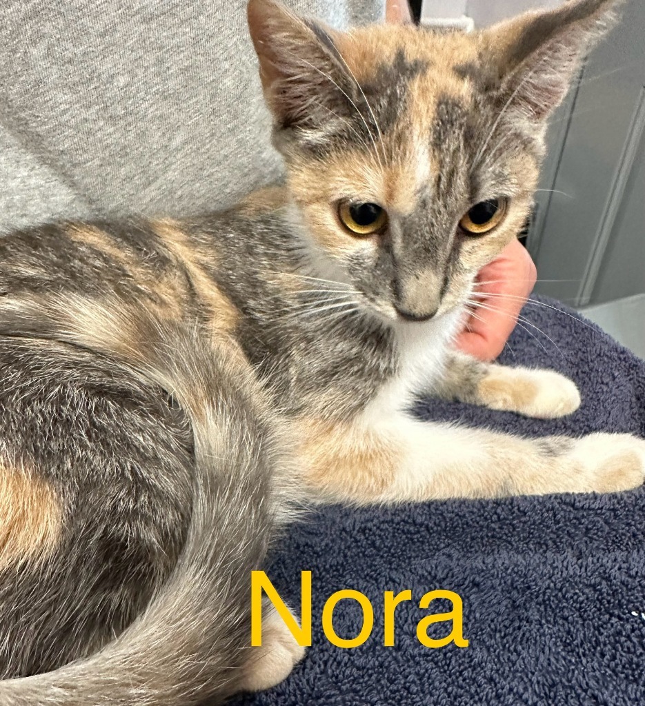 Nora