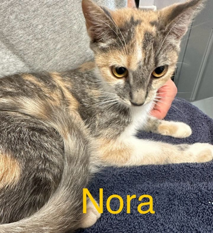 Nora 1