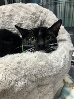 Julio