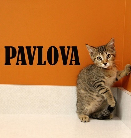 Pavlova