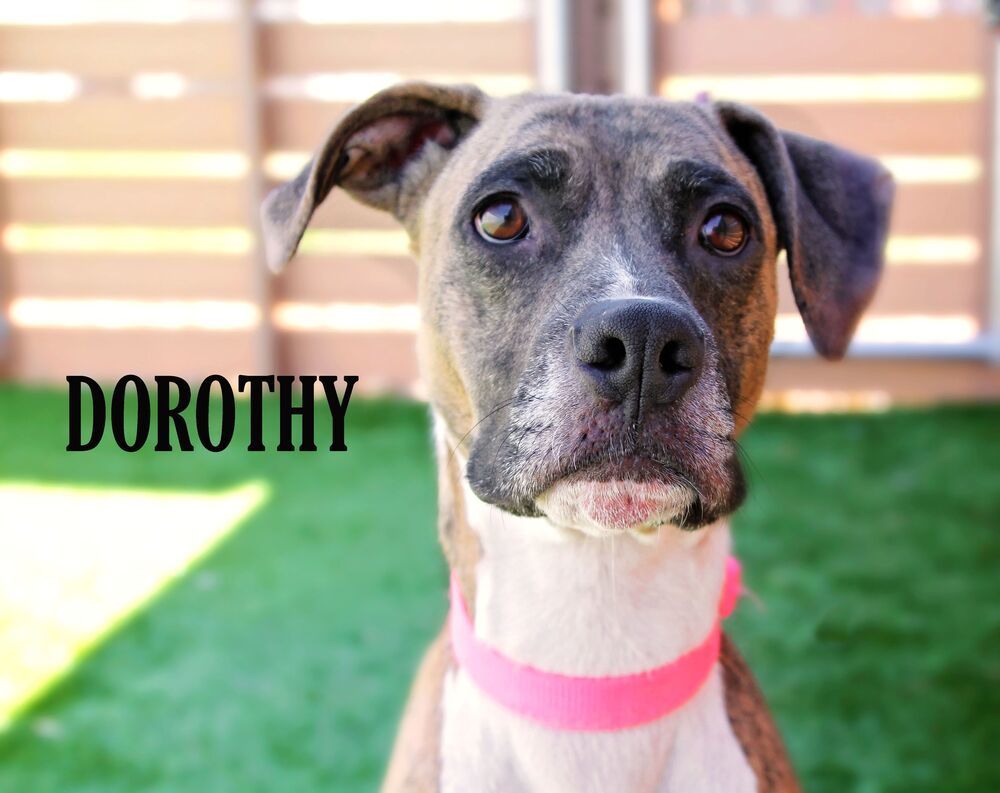 Dorothy (Dottie)
