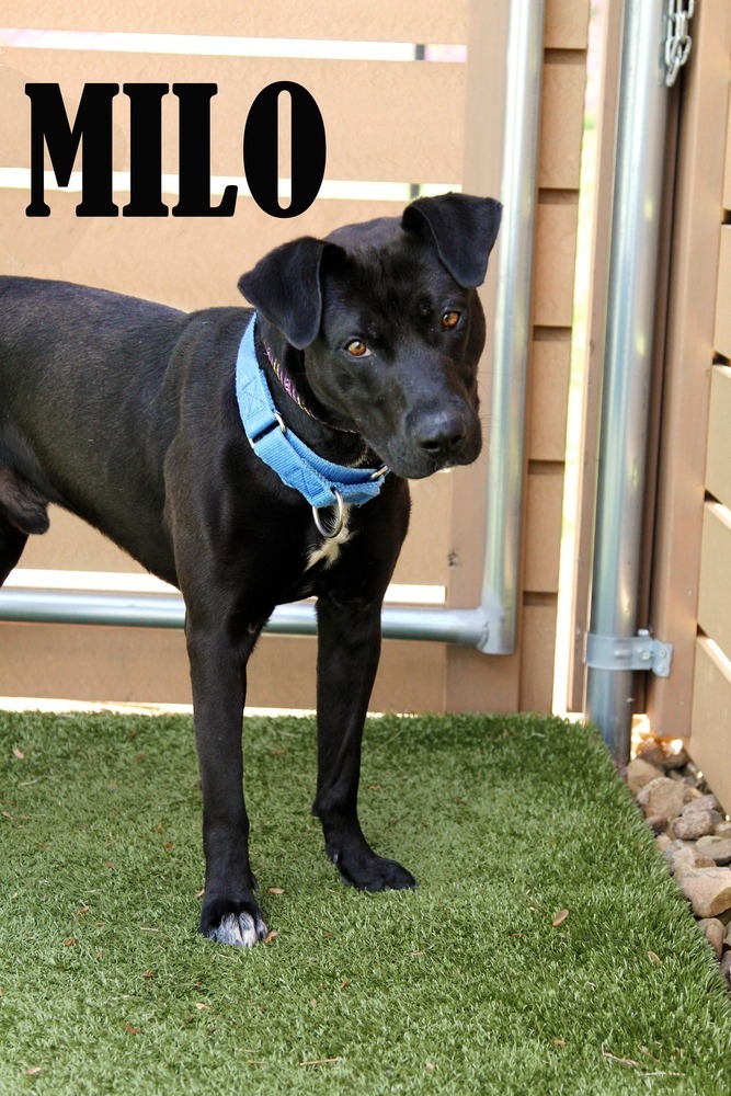 Milo