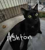 Ashton