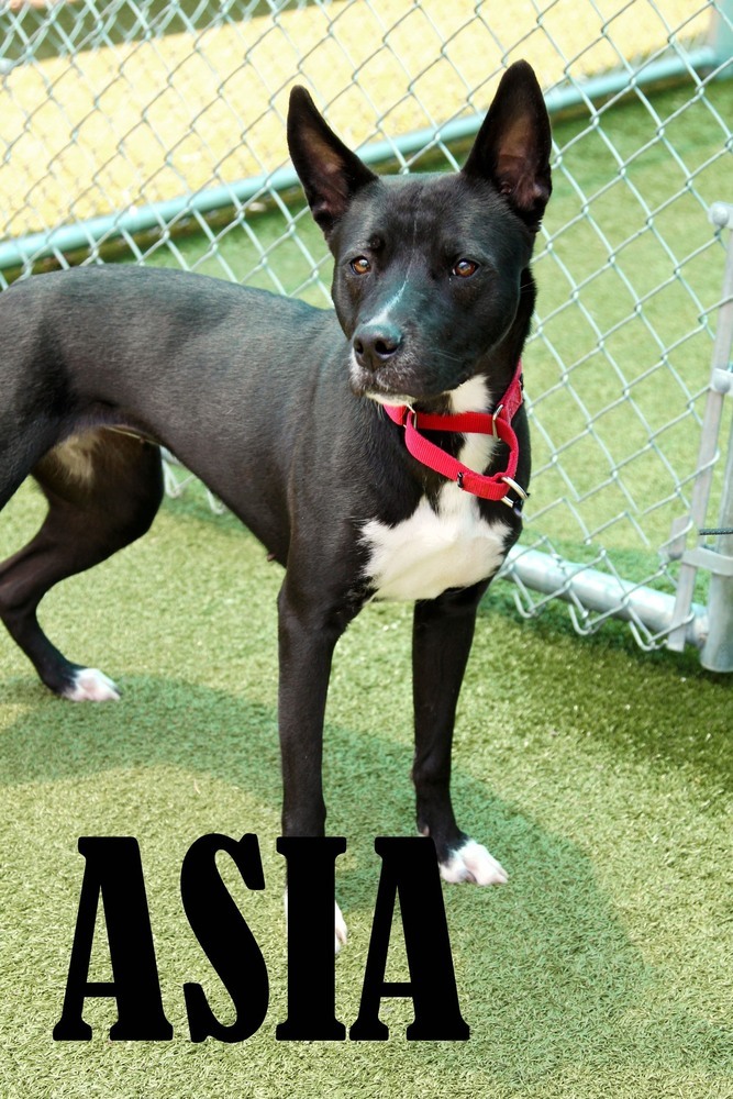 Asia