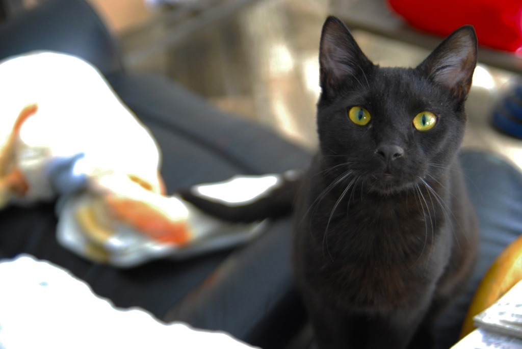 Hawthorn, an adoptable Domestic Short Hair in Shell Lake, WI, 54871 | Photo Image 1